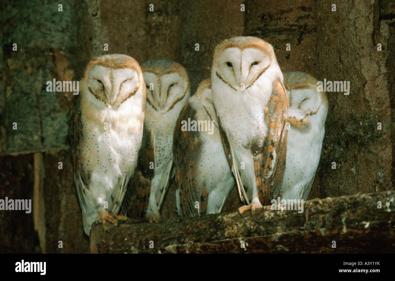 Zoologie / Tiere, Vogelgrippe / Vogel, Schleiereule, (Tyto Alba), mehrere Eulen sitzen auf Zweig, frontale Aufnahme, Verteilung: weltweit, w Stockfoto