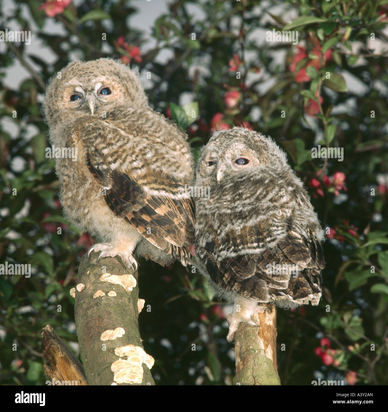 Zoologie / Tiere, Vogelgrippe / Vogel, Waldkauz, (Strix Aluco), zwei Eulen auf Baum Stumpf, frontale Aufnahme, Verteilung: Europa Stockfoto