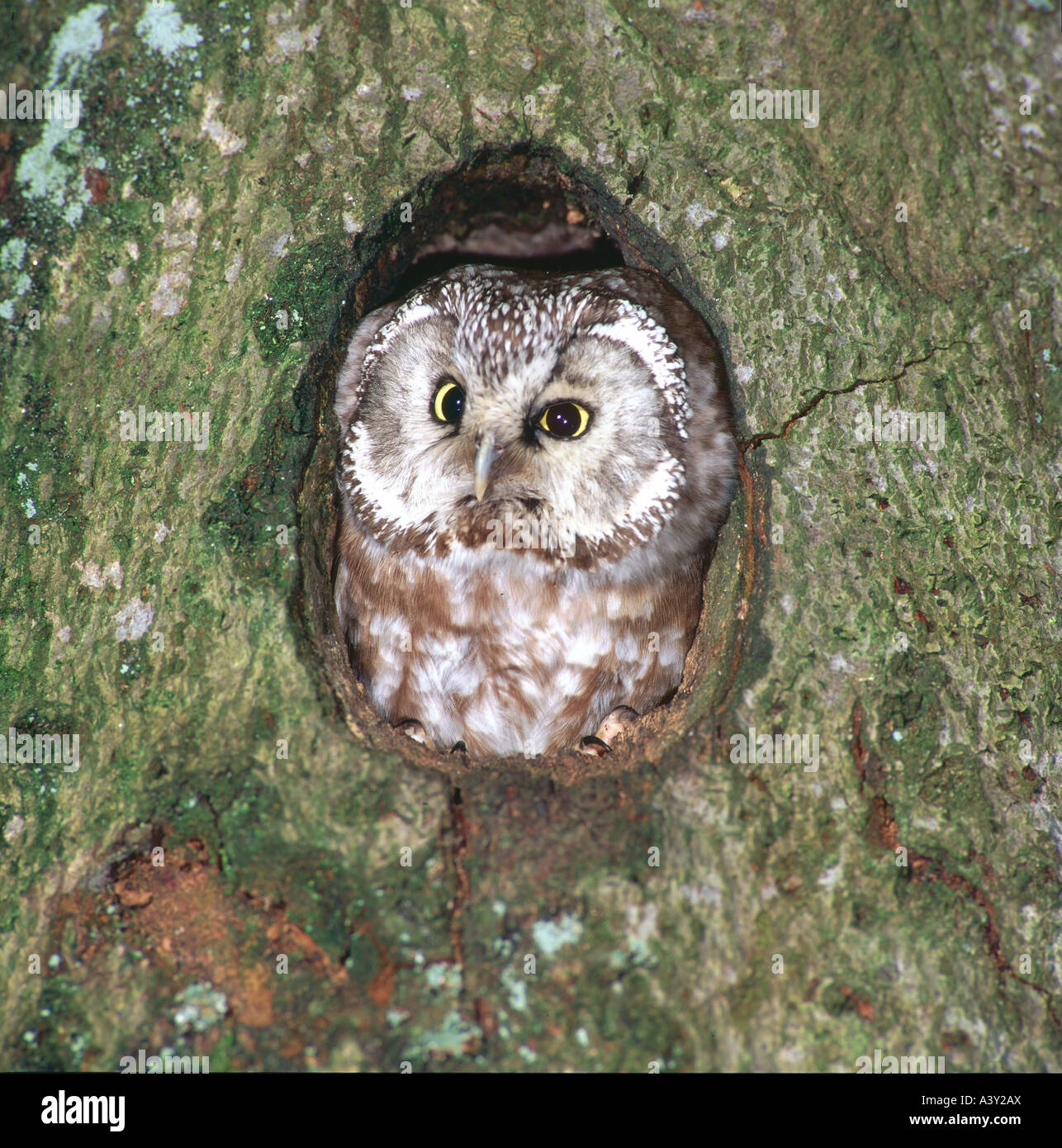 Zoologie / Tiere, Vogelgrippe / Vogel, Rauhfußkauz Eule, (Aegolius Funereus), sitzt im Baum Höhle, frontale Aufnahme, Verteilung: rund um th Stockfoto