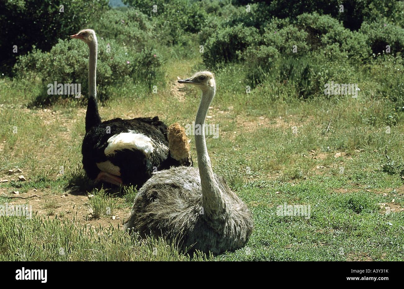 Zoologie / Tiere, Vogelgrippe / Vögel, Strauß (Struthio Camelus), nördlichen afrikanischen Strauß (Struthio Camelus Camelus), weibliche und Stockfoto