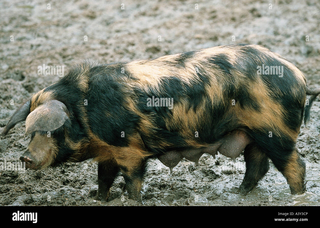 Zoologie / Tiere, Säugetier / Säugetier-, Schweine, Turopoljeschwein, weibliches Schwein, Vertrieb: Kroatien, Slowakei, Hausschwein, sogar Kröte Stockfoto