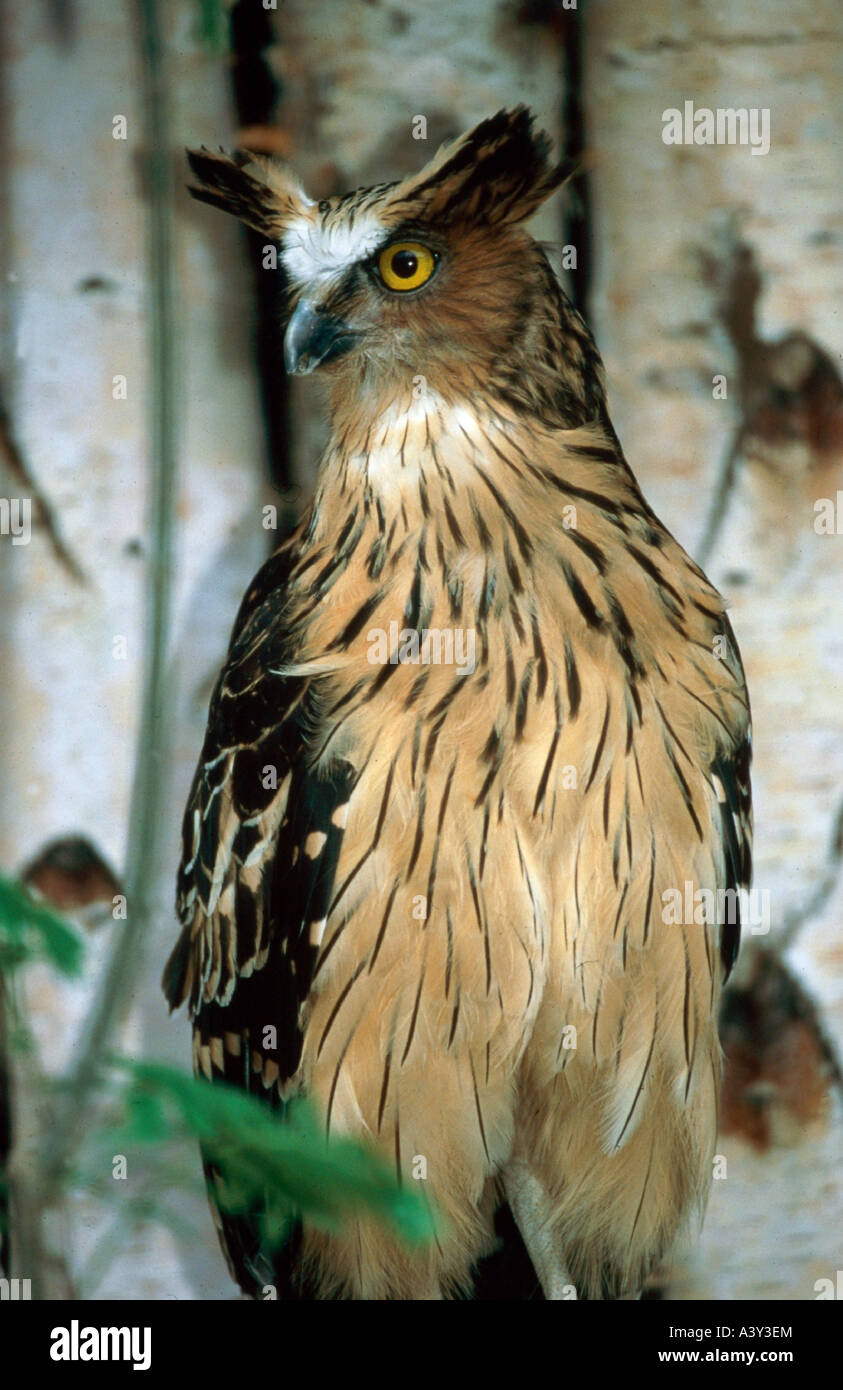 Zoologie / Tiere, Vogelgrippe / Vogel, asiatische Fisch Eule, (Ketupa Ketupa), stehend, Walsrode, Vertrieb: Süd-Ost-Asien und drei Su Stockfoto