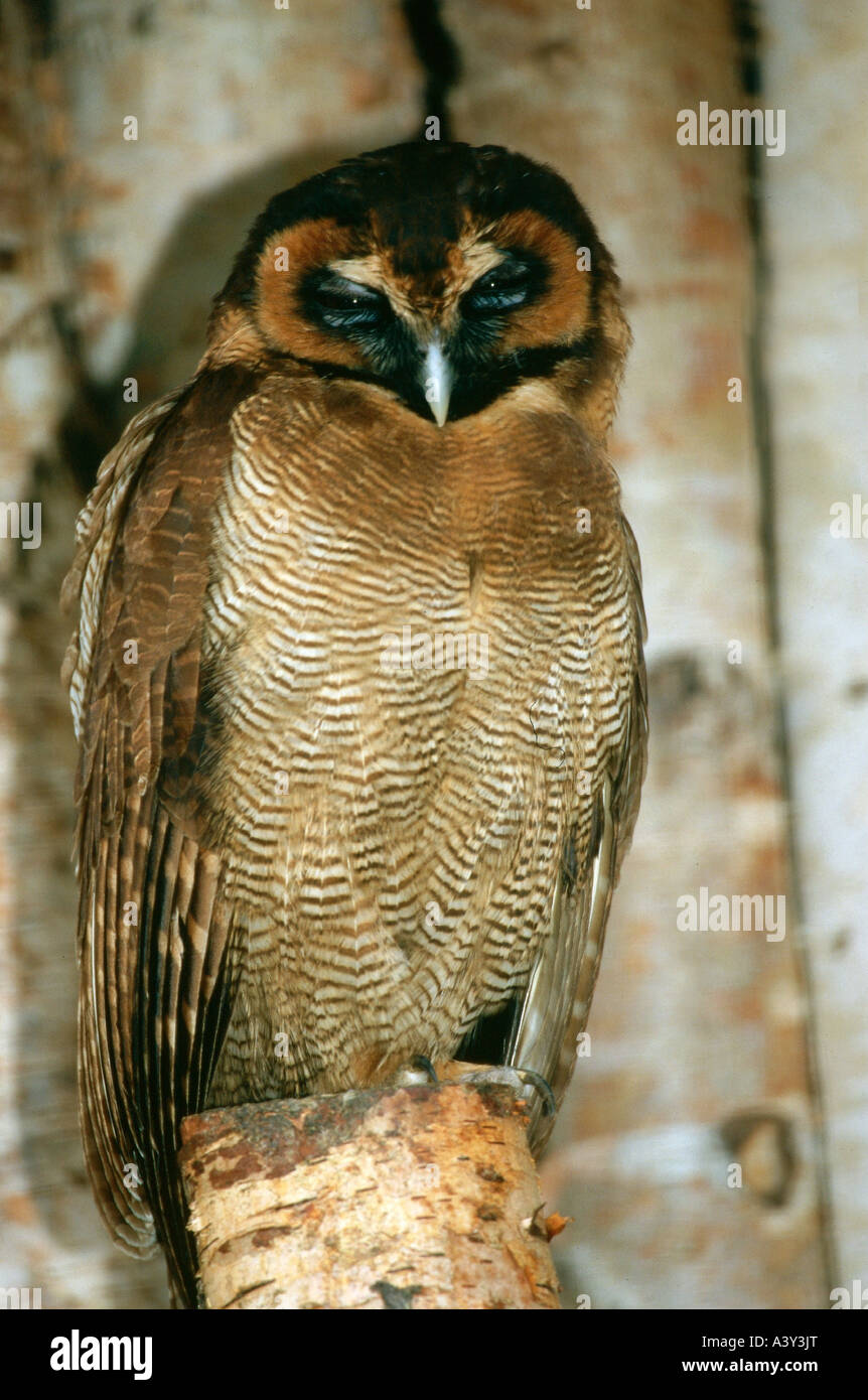 Zoologie / Tiere, Vogelgrippe / Vogel, braun Holz Eule, (Strix Leptogrammica), sitzen auf den Zweig, Walsrode, Vertrieb: Süd-Osten als Stockfoto
