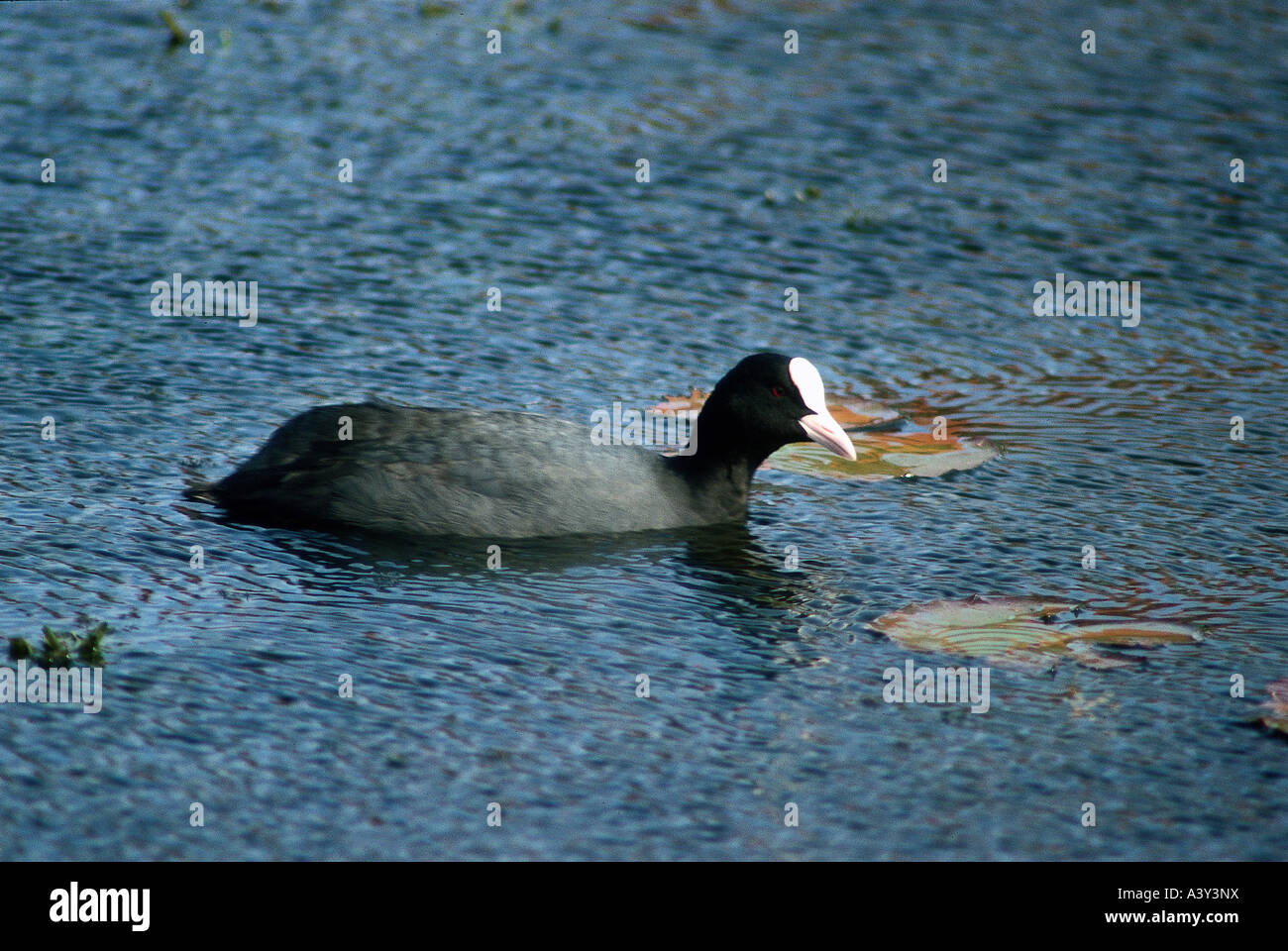 Großer Entenvogel In Europa Und Asien Vogel entenvogel anseriformes schwimmen -Fotos und -Bildmaterial in