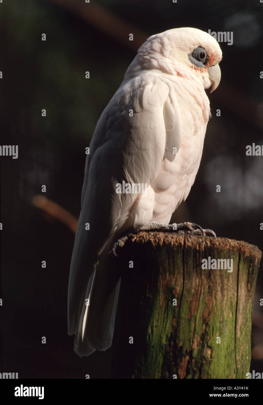 Zoologie / Tiere, Vogelgrippe / Vogel, Nacktaugenkakadu (Cacatua sanguineaund), auf Baumstamm, Verbreitung: Australien, Vögel, Par Stockfoto