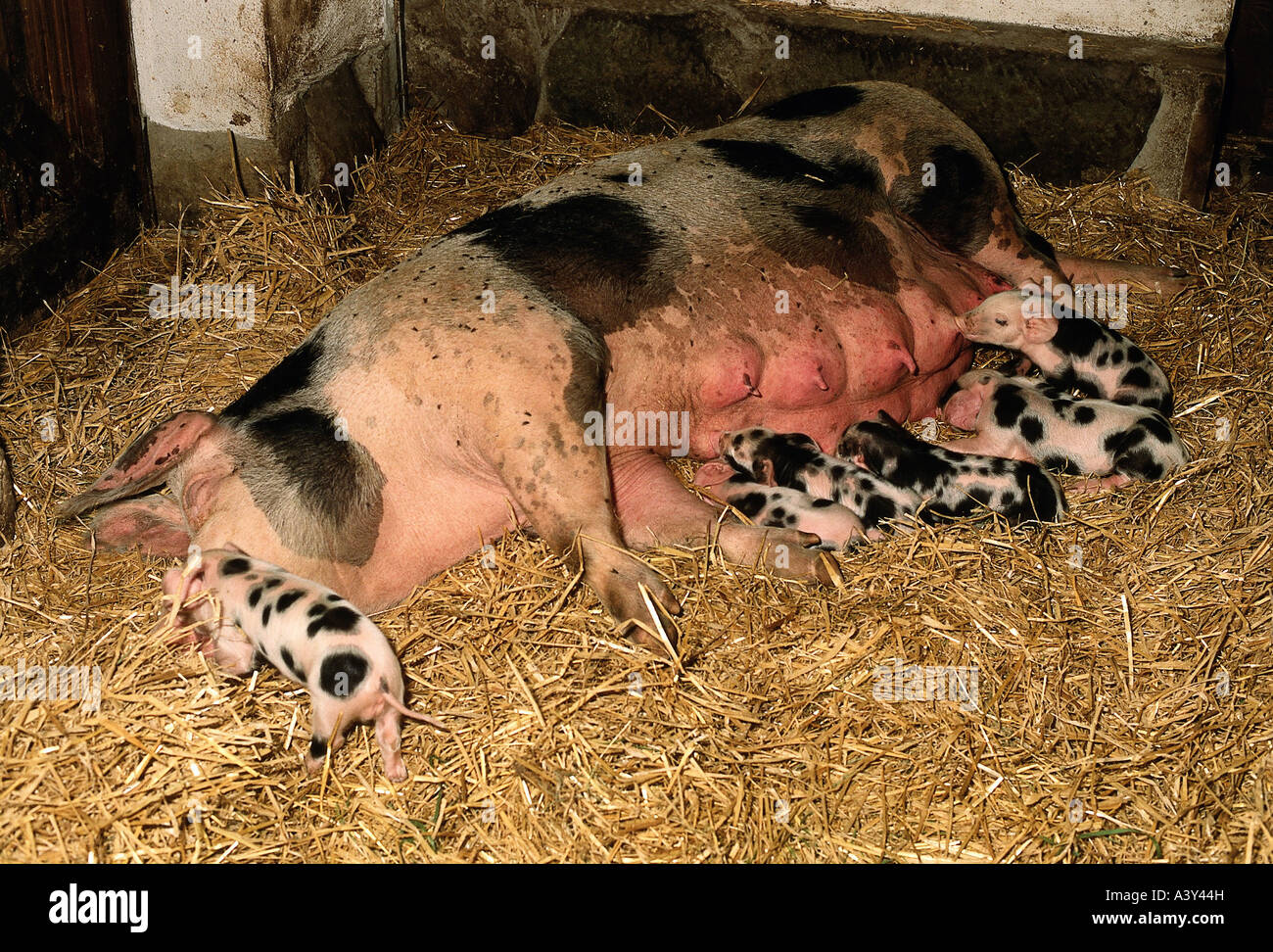Zoologie / Tiere, Säugetier / Säugetier-, Schweine, Hausschwein, Rennen: Bentheim schwarz Pied, Sau Spanferkel mehrere Ferkel im Stall, di Stockfoto