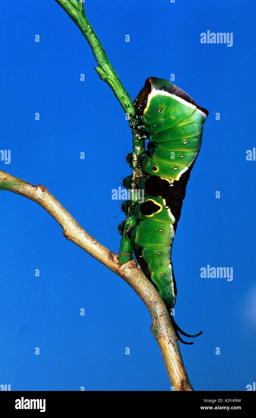 Zoologie / Tiere, Insekten, Schmetterlinge, Puss Moth (Cerura Vinula), Raupe auf Zweig, Studio gedreht, Notondontidae, Lepidopte Stockfoto Zoologie / Tiere, Insekten, Schmetterlinge, Puss Moth (Cerura Vinula), Raupe auf Zweig, Studio gedreht, Notondontidae, Lepidopte Stockfoto