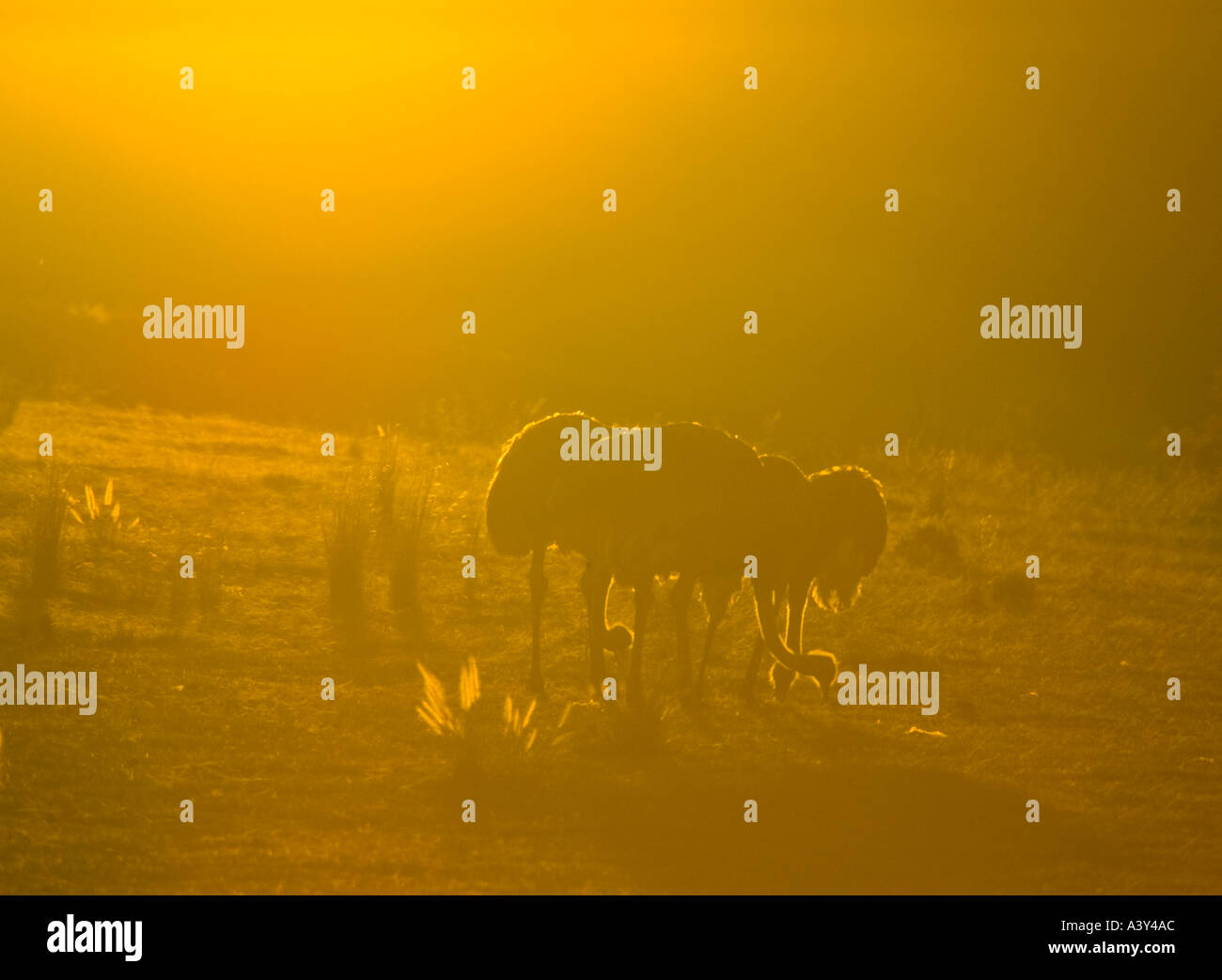 Fütterung bei Sonnenuntergang Struthio Camelus Strauße Stockfoto