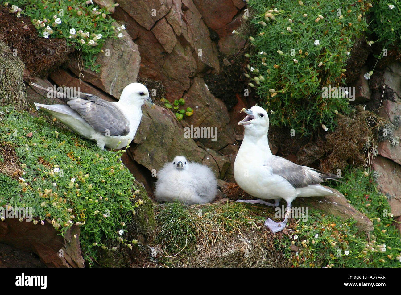 nördlichen Fulmar (Fulmarus Cyclopoida) mit Küken im Nest, Vereinigtes Königreich Stockfoto