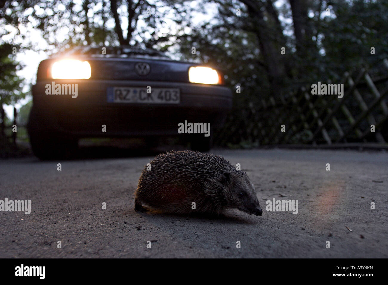 westlichen Igel, Europäische Igel (Erinaceus Europaeus), ulica in Lichter eines Autos Stockfoto