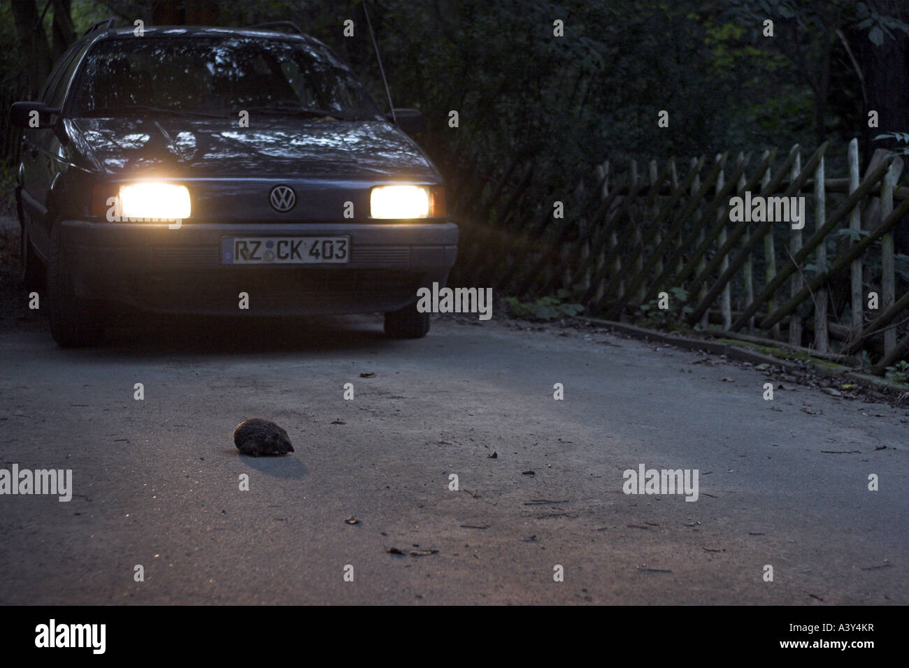 westlichen Igel, Europäische Igel (Erinaceus Europaeus), ulica in Lichter eines Autos Stockfoto