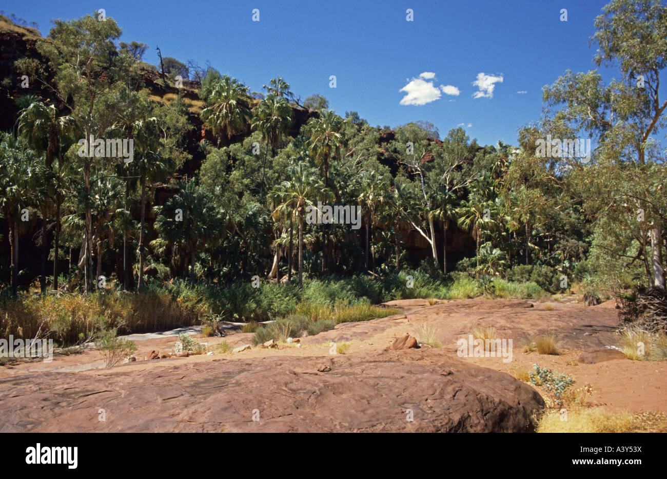 Palm Valley, Australien, Northern Territory, Finke Gorge Nationalpark Stockfoto