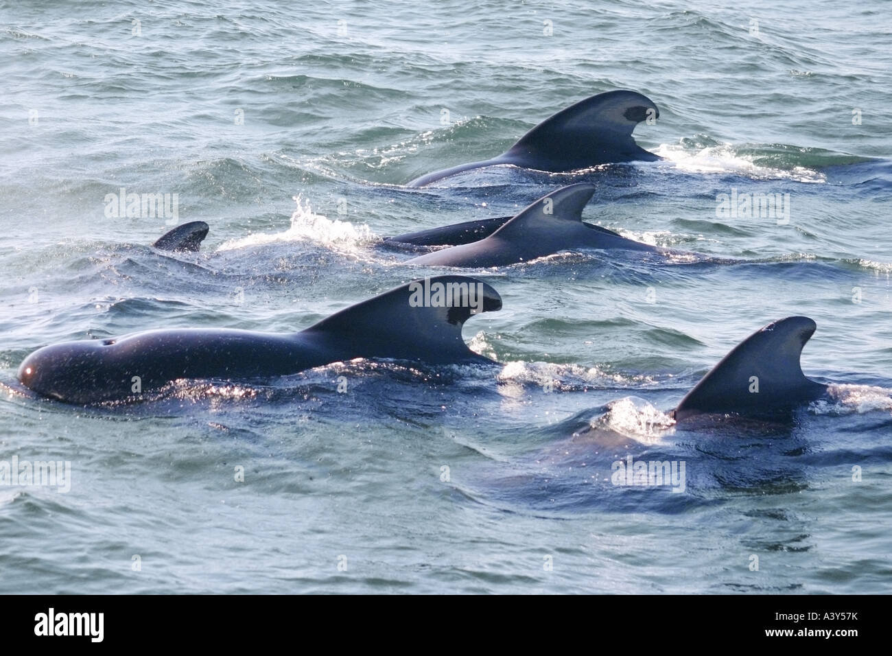 kurz-finned Pilotwal, Kiffer Wal, Shortfin Grindwal, Pacific Pilotwal, Blackfish (Globicephala Macrorhynchus), sch Stockfoto