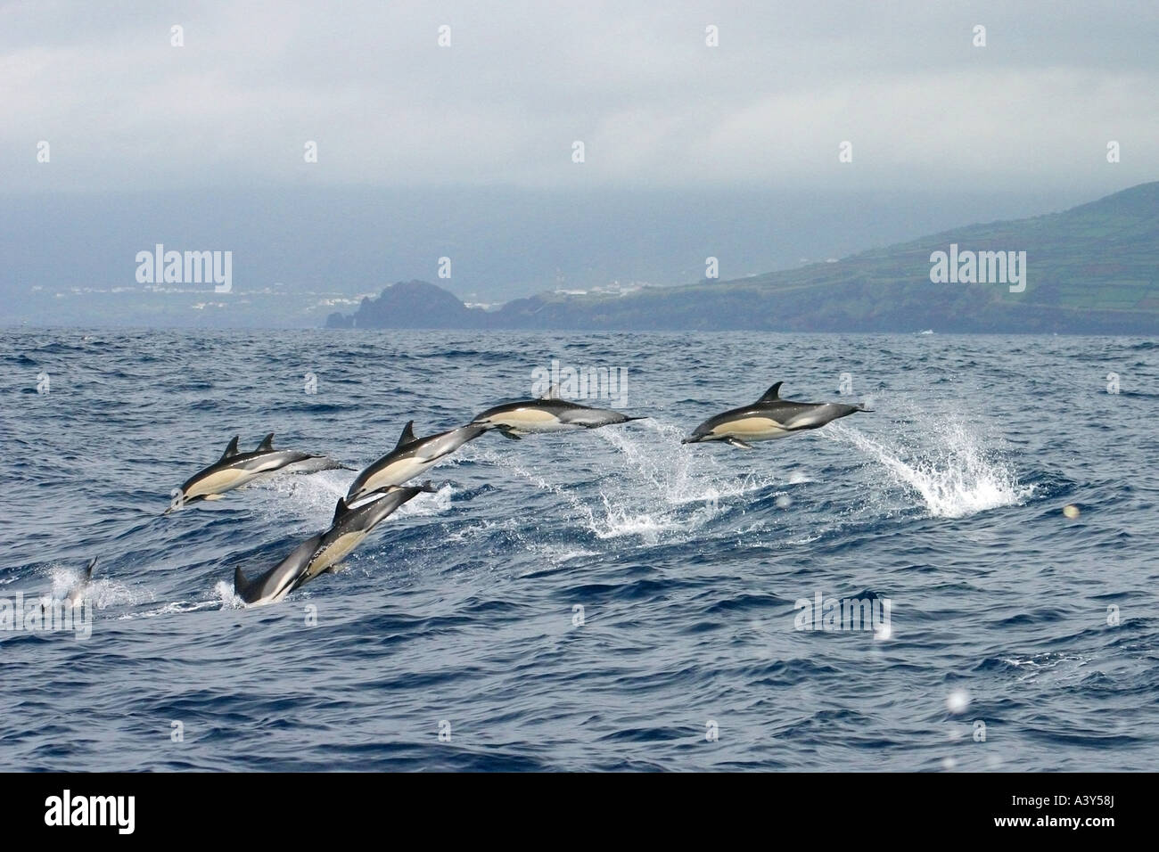 Gemeiner Delfin, kurzer Schnabel Gemeiner Delfin, saddleback(ed) Delfin, Kreuz und quer durch Delphin (Delphinus Delphis), aus dem Boden schießen, mit Fa Stockfoto