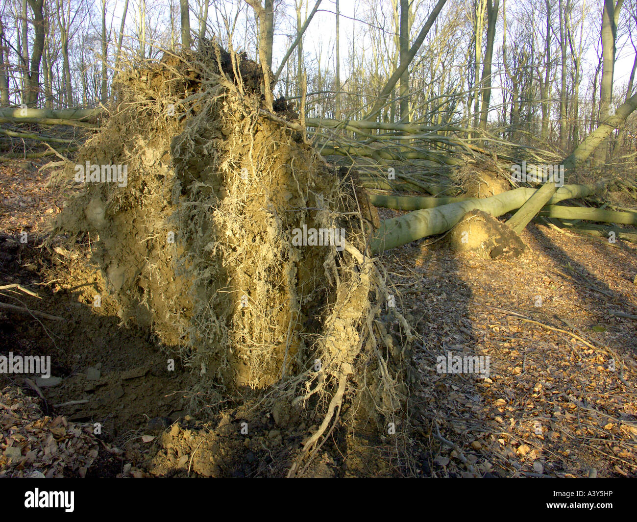 gemeinsamen Buche (Fagus Sylvatica), entwurzelte Baum durch einen Sturm, Deutschland, Ruhrgebiet, Herdecke Stockfoto