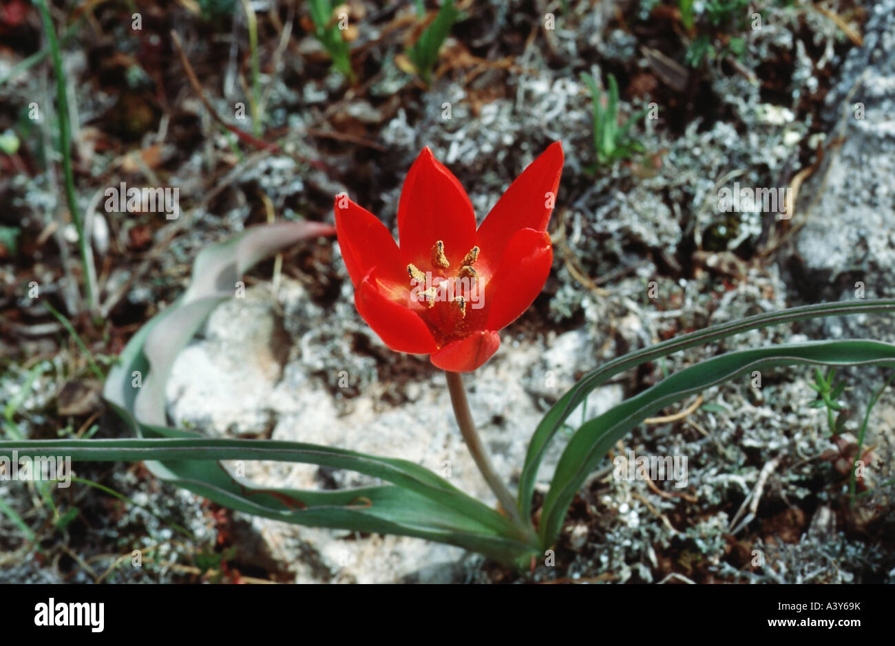 Goulimy Tulpe (Tulipa Goulimyi), blühen, Griechenland, Peloponnes, Monemvasia Stockfoto