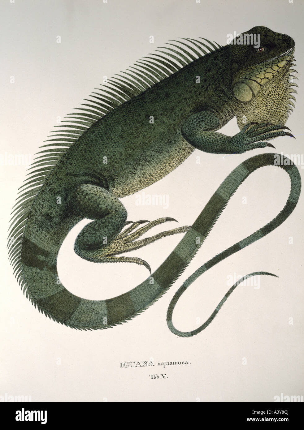 Zoologie/Tier, Reptilien, Iguaniden, Iguana squamosa, Farblithograph, von Johann Baptisten von Spix, von "Animalia Nova sive Species novae lacertorum", München, Deutschland, um 18325, Stockfoto