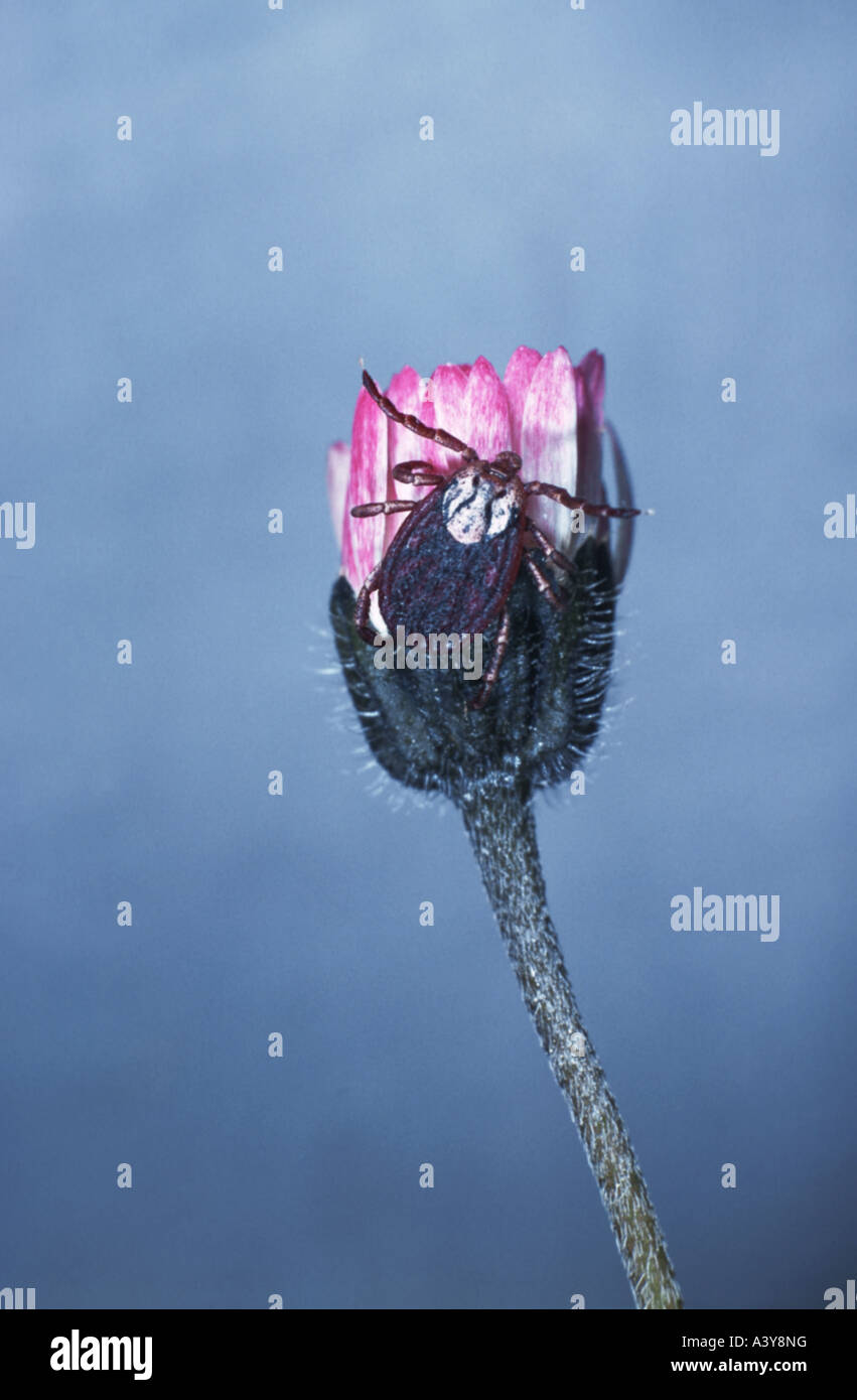 Zecken (Ixodides), auf Blütenknospe Stockfoto