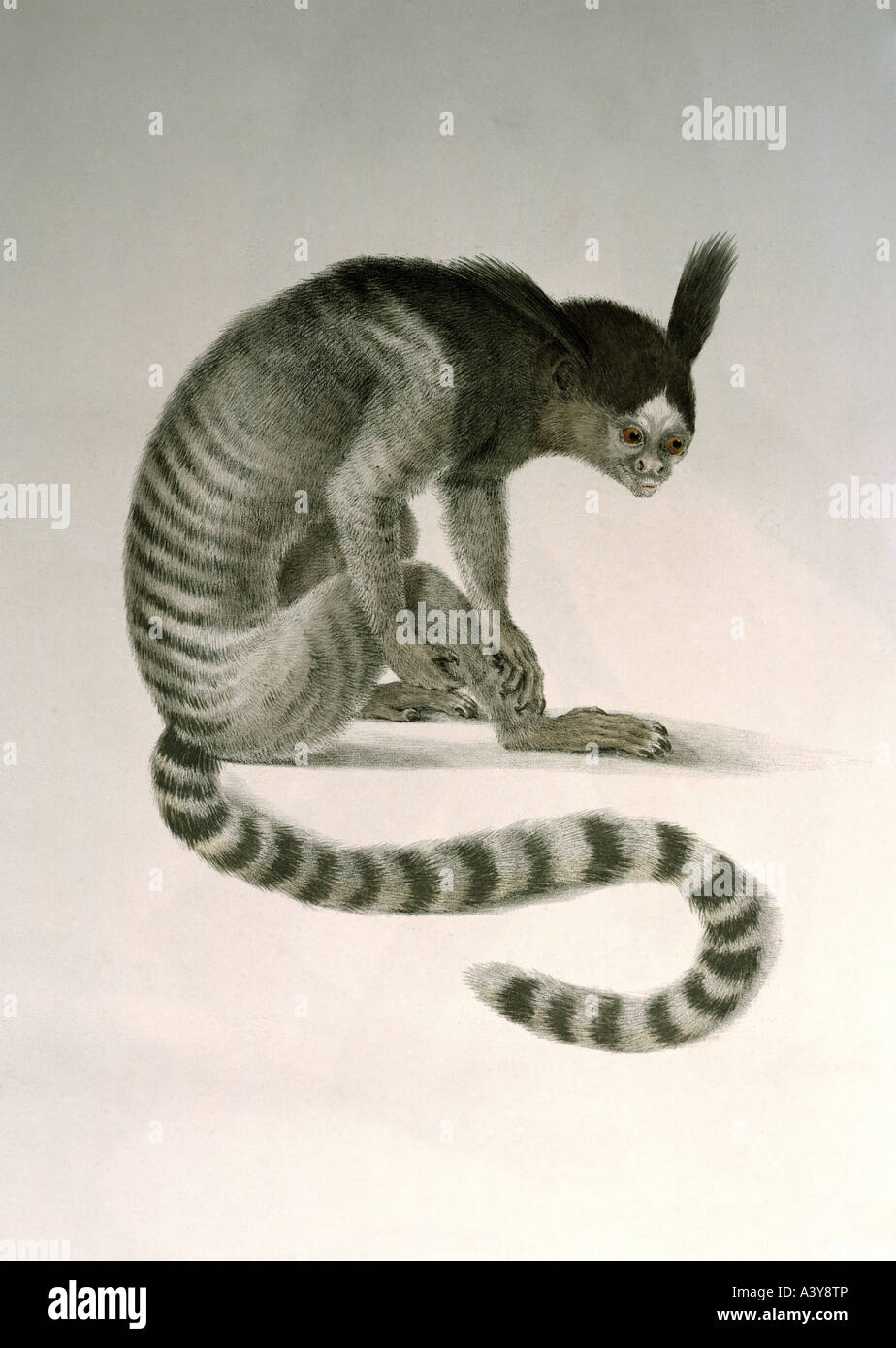 Zoologie/Tier, Säugetiere, Affen, Schwarzgetuftete Marmose, (Kallithrix penicillata), Farblithograph, von Johann Baptiste von Spix, München, 19. Jahrhundert, historisch, historisch, Tiere, Säugetier, Affe, schwarz getuftet, Stockfoto