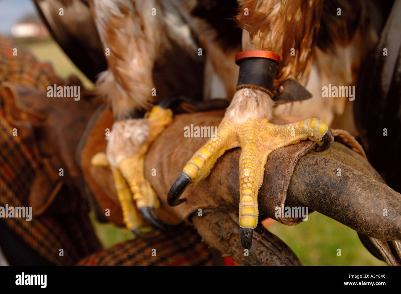 DIE KRALLEN VON EINEM GOLDENEN ADLER Stockfoto