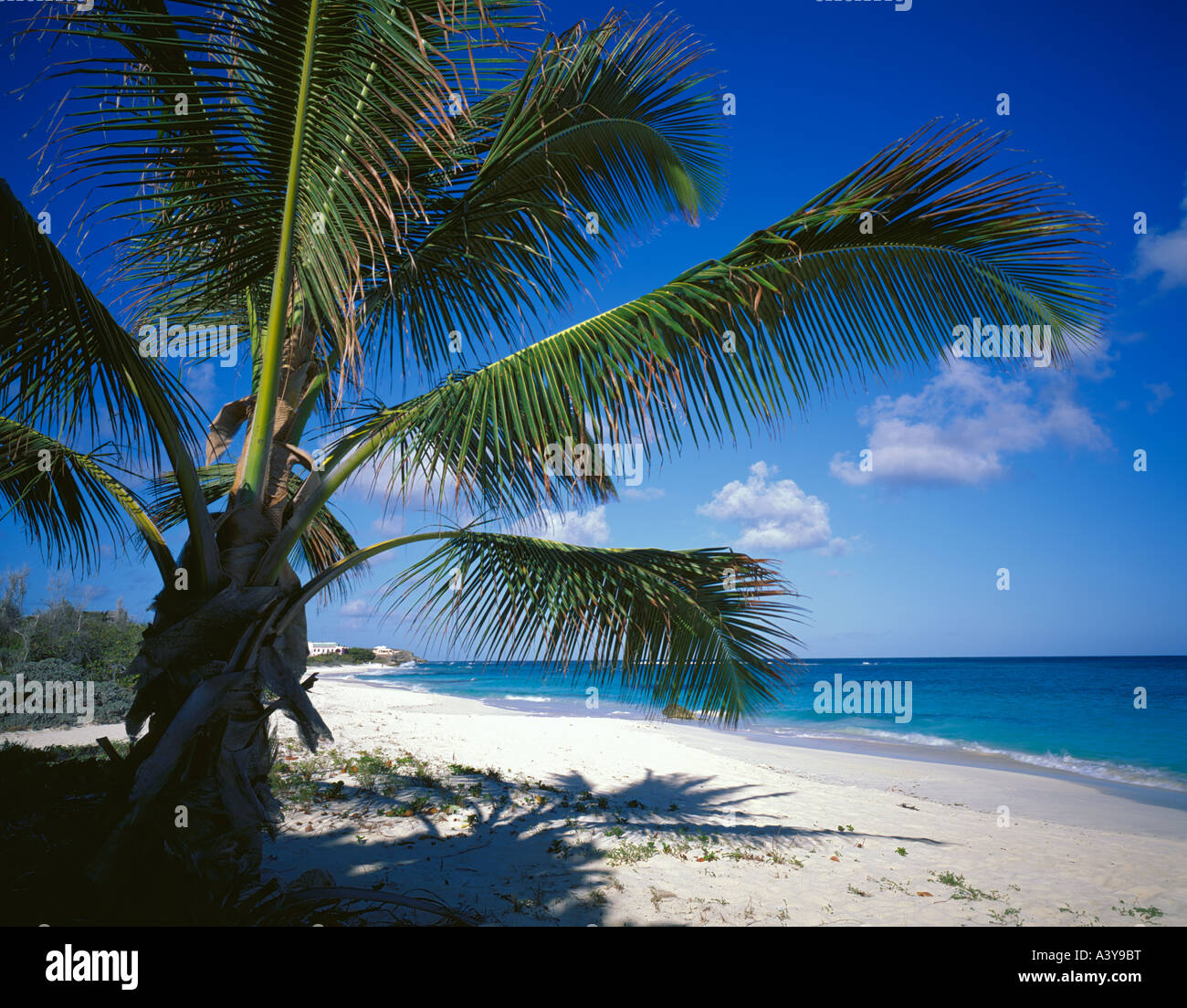 Anguilla, British West Indies: Bietet eine Kokospalme Schatten über weißen Sand Strand Shoal Bay East Stockfoto
