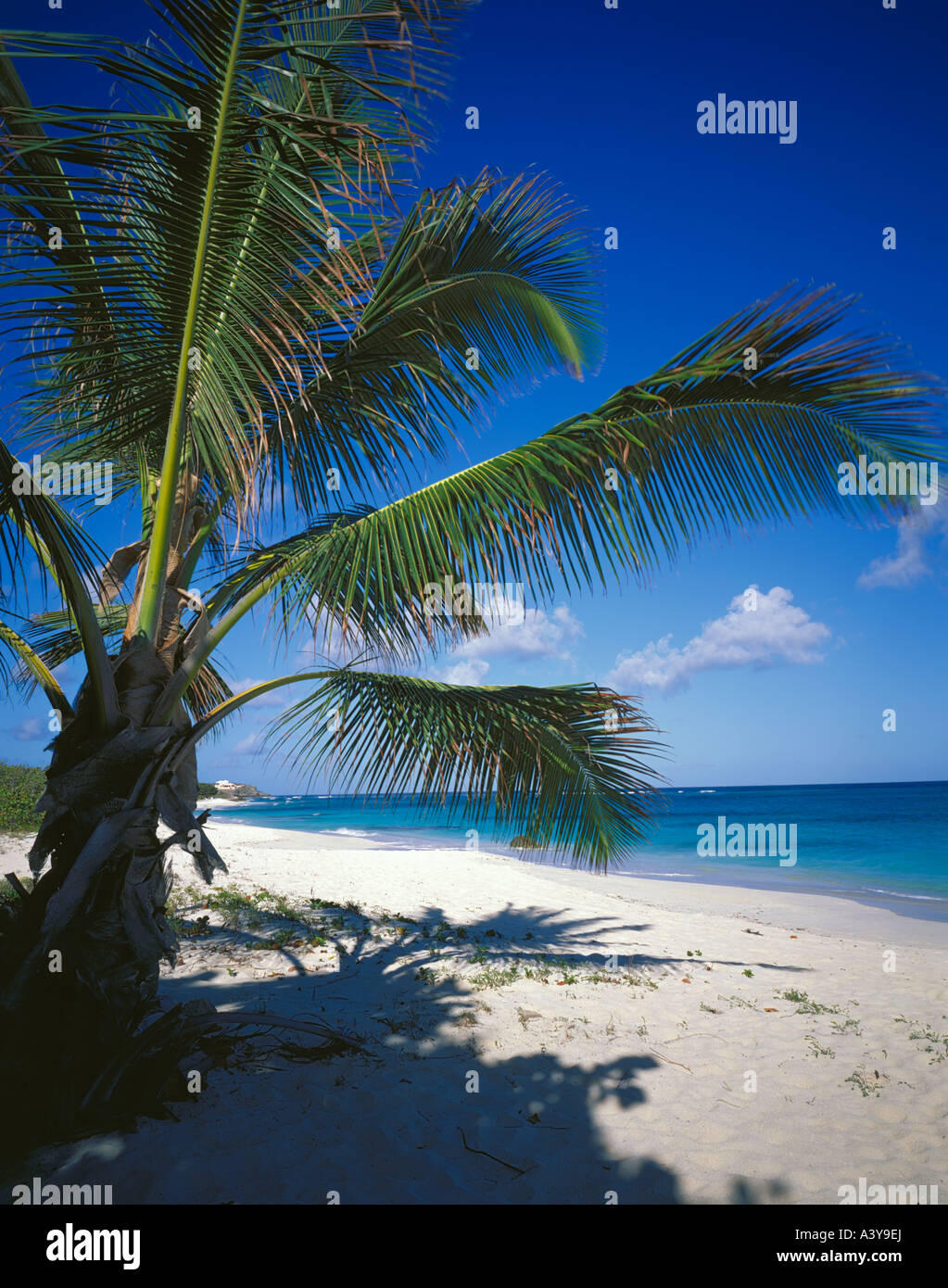Anguilla, British West Indies: Bietet eine Kokospalme Schatten über weißen Sand Strand Shoal Bay East Stockfoto