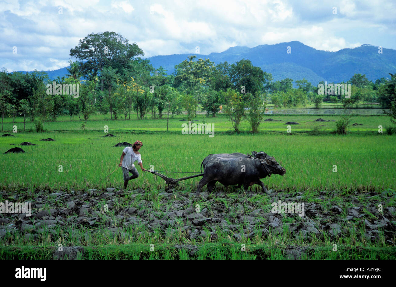 Porträt von Landwirt Pflügen Paddyfield mit Wasser Büffel Insel Lombok Indonesien Stockfoto