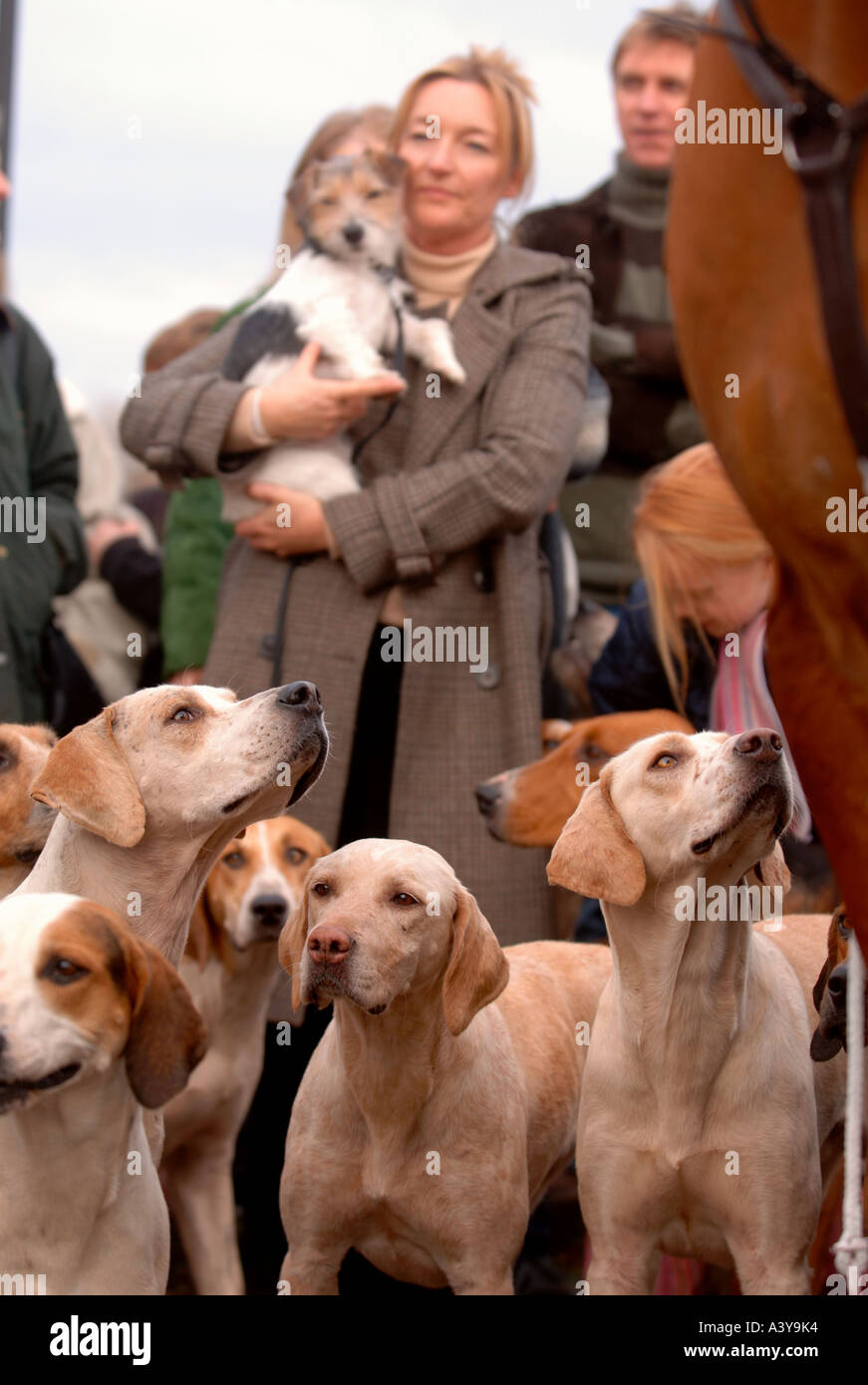 EINE FRAU HÄLT IHRE TERRIER HUND ÜBER THE HOUNDS OF CROOME UND WEST WARWICK JAGEN Stockfoto