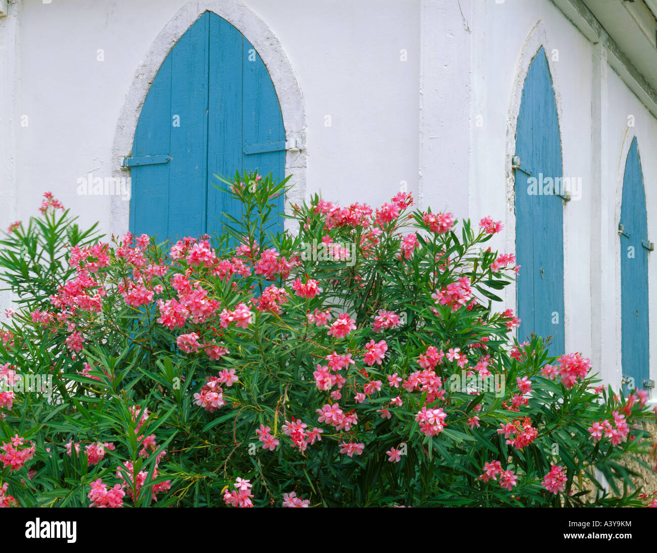 Anguilla British West Indies: Weiße Wände der anglikanischen Kirche St. Andrews mit blühenden oleander Stockfoto