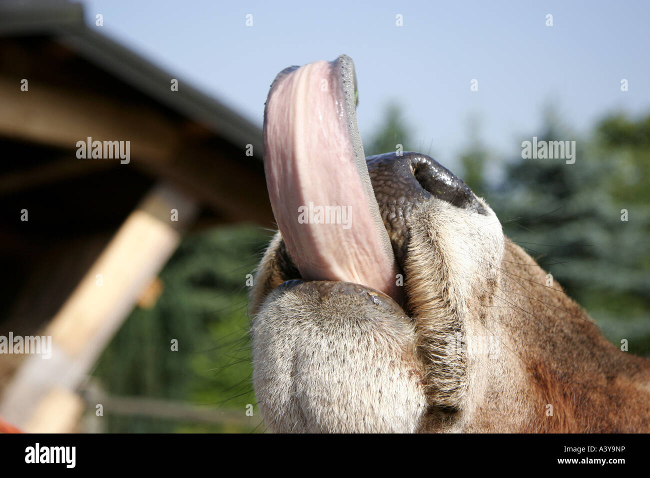 Rinder stechen die zunge heraus -Fotos und -Bildmaterial in hoher ...
