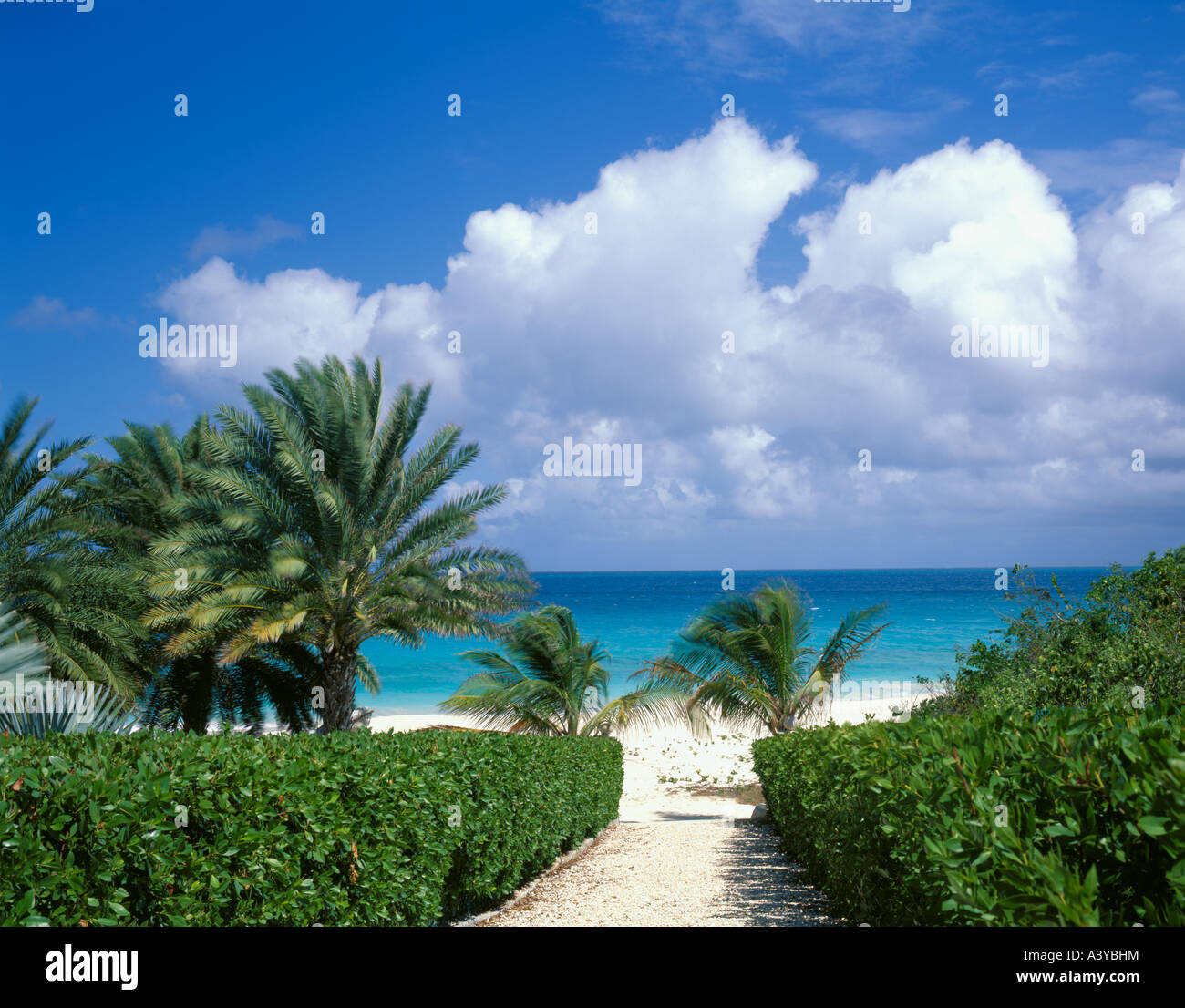 Anguilla British West Indies: Hibiskus Hecke grenzt an einen Pfad zu einem einsamen weißen Sand, das, den Wasser der Karibik Strand und Türkis Stockfoto