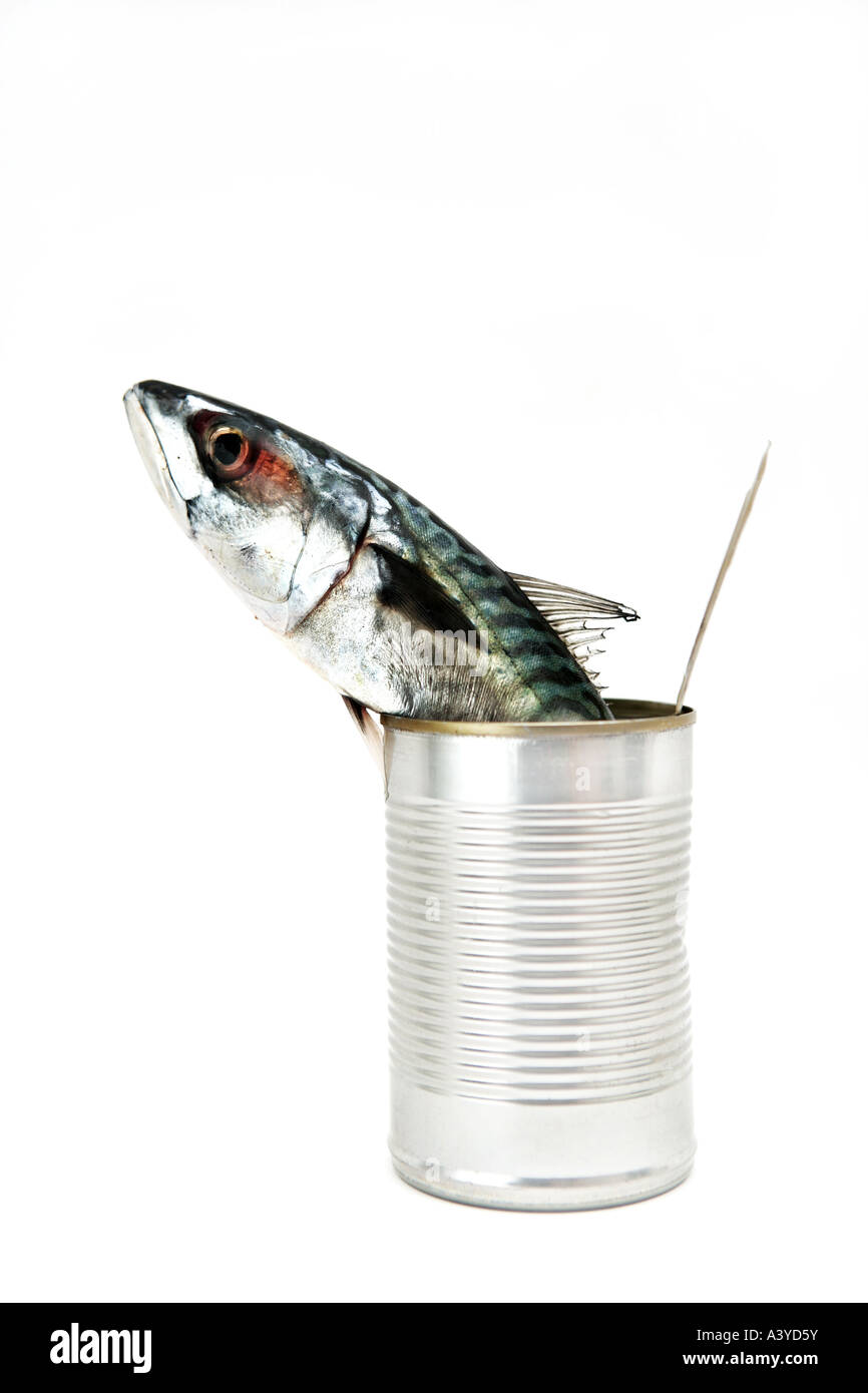 Eine hohe konzeptionelle Schlüsselbild Depiciting frische Makrele Fischkopf aus einem Silber offene Lebensmittel erscheinen kann. Stockfoto
