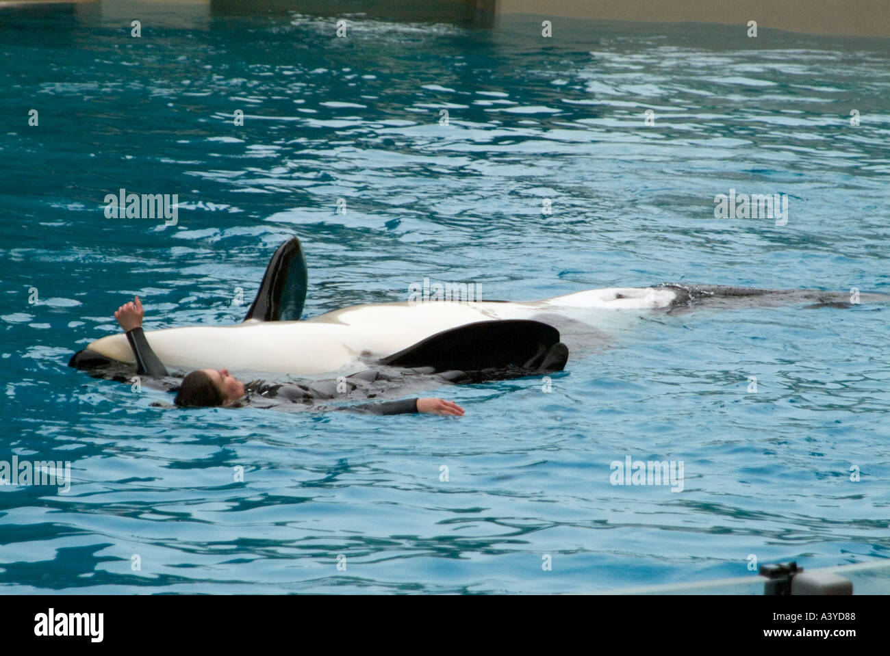 Killer Whale Swimming In Pool Stockfotos Und Bilder Kaufen Alamy