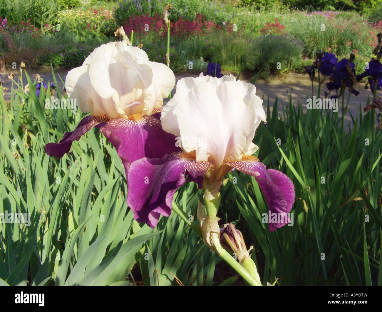 Bartiris (Iris BarbataElatiorHybride), Blumen Stockfotografie Alamy