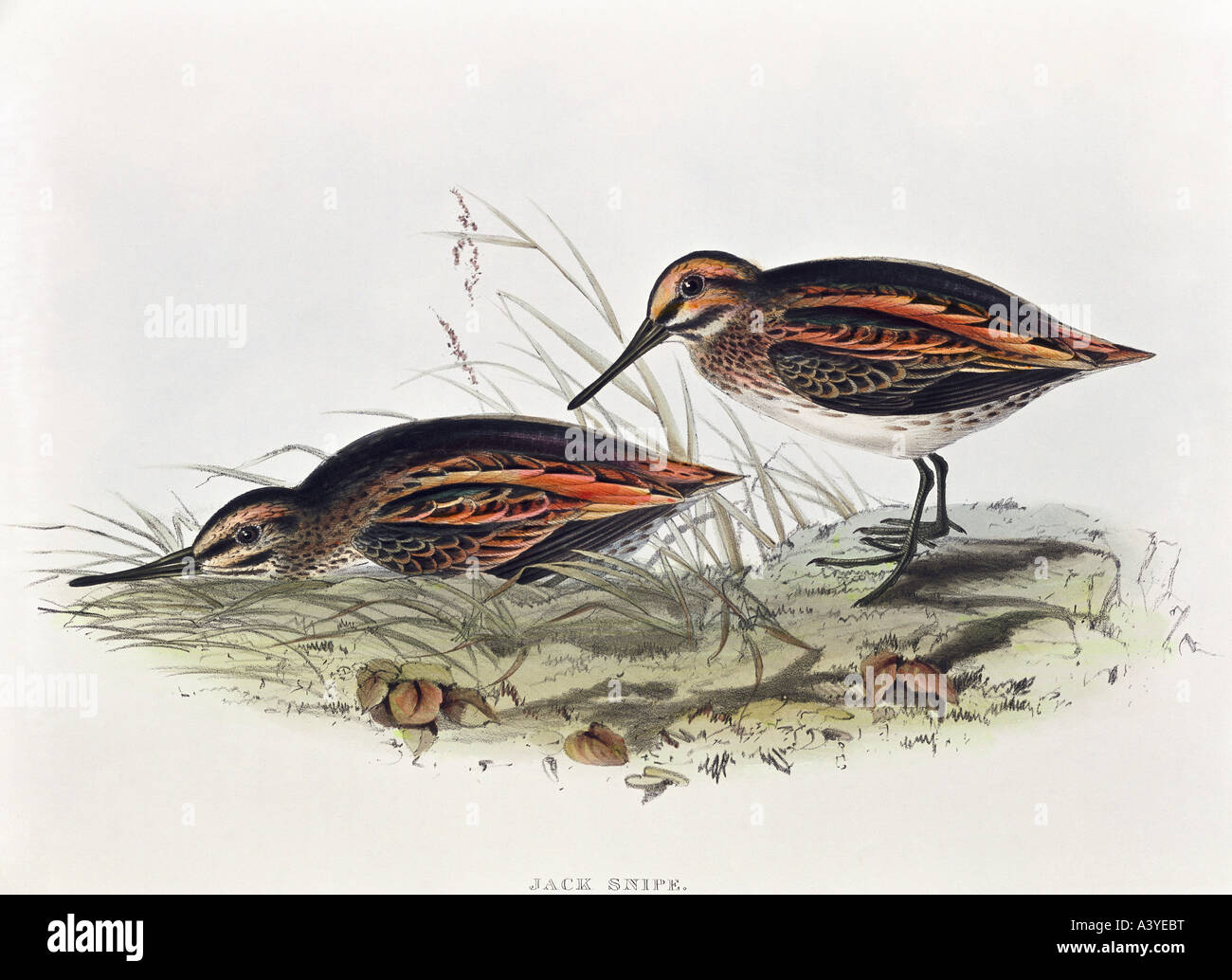 Zoologie/Tier, Vogel/Vogel, Scolopaciden, Klinkensnipe, (lymnocryptes minimus), Farblithograph, von John Gould (zwischen ca. 80-1881), von "Birds of Europe", London, 1822/1837, Privatsammlung, Stockfoto