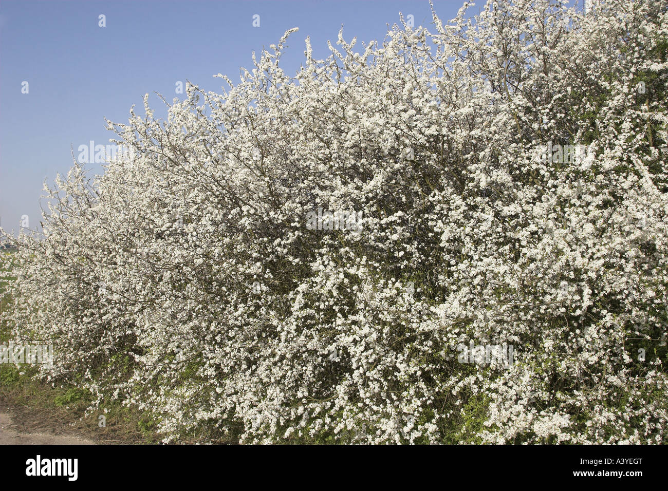 Schlehe, Schlehe (Prunus Spinosa), blühen Stockfoto