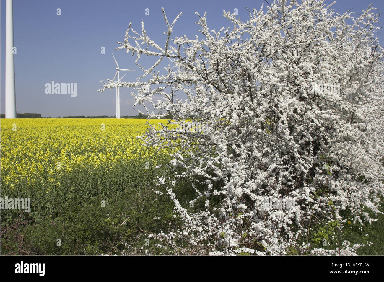 Schlehe, Windmühlen Schlehe (Prunus Spinosa), blühen in eine Hecke auf einer Straße mit im Hintergrund Stockfoto