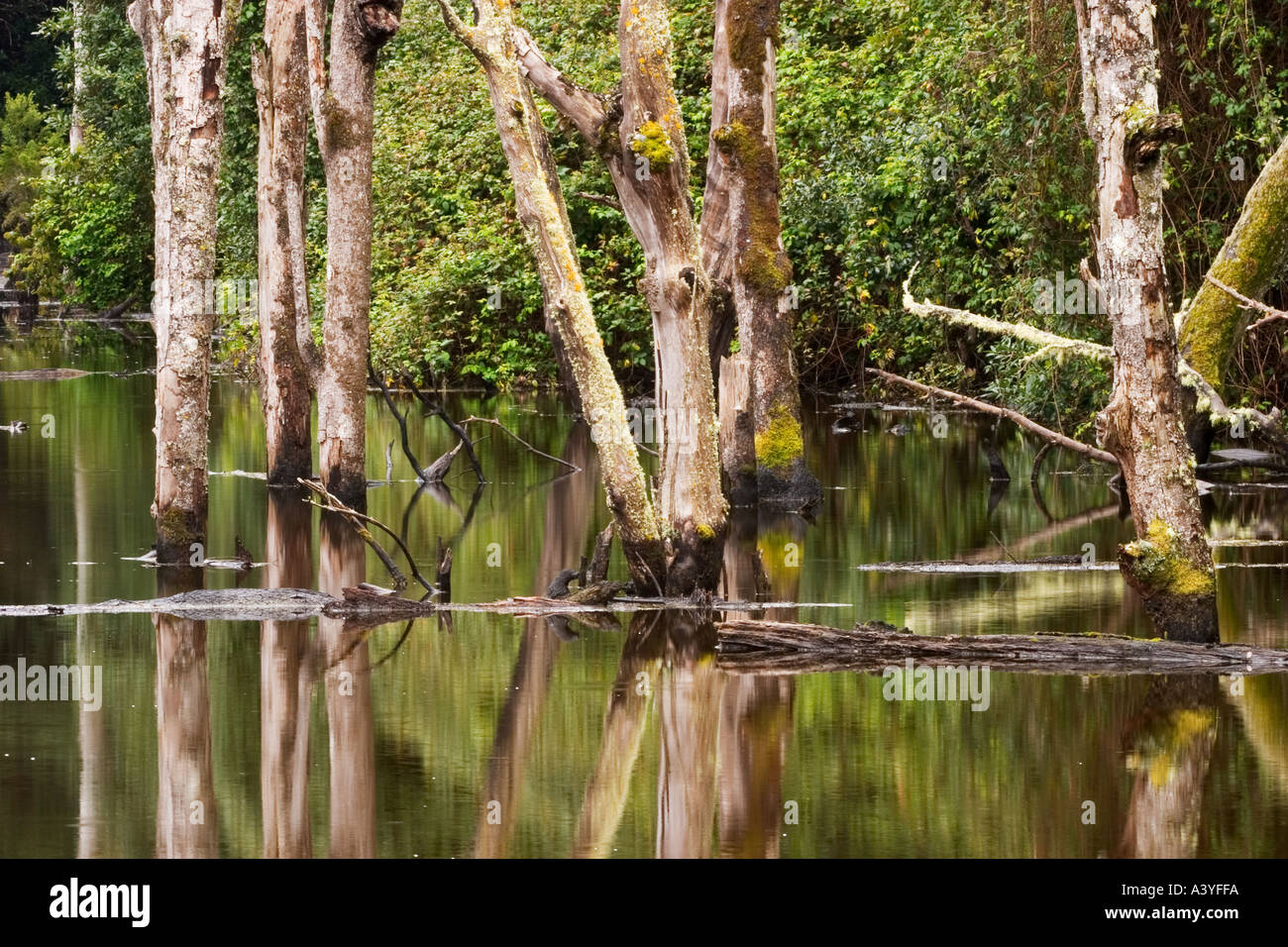 Nationalpark Garajonay Laurisilva im Barranco de Sobreagulo Stausee La Gomera Stockfoto