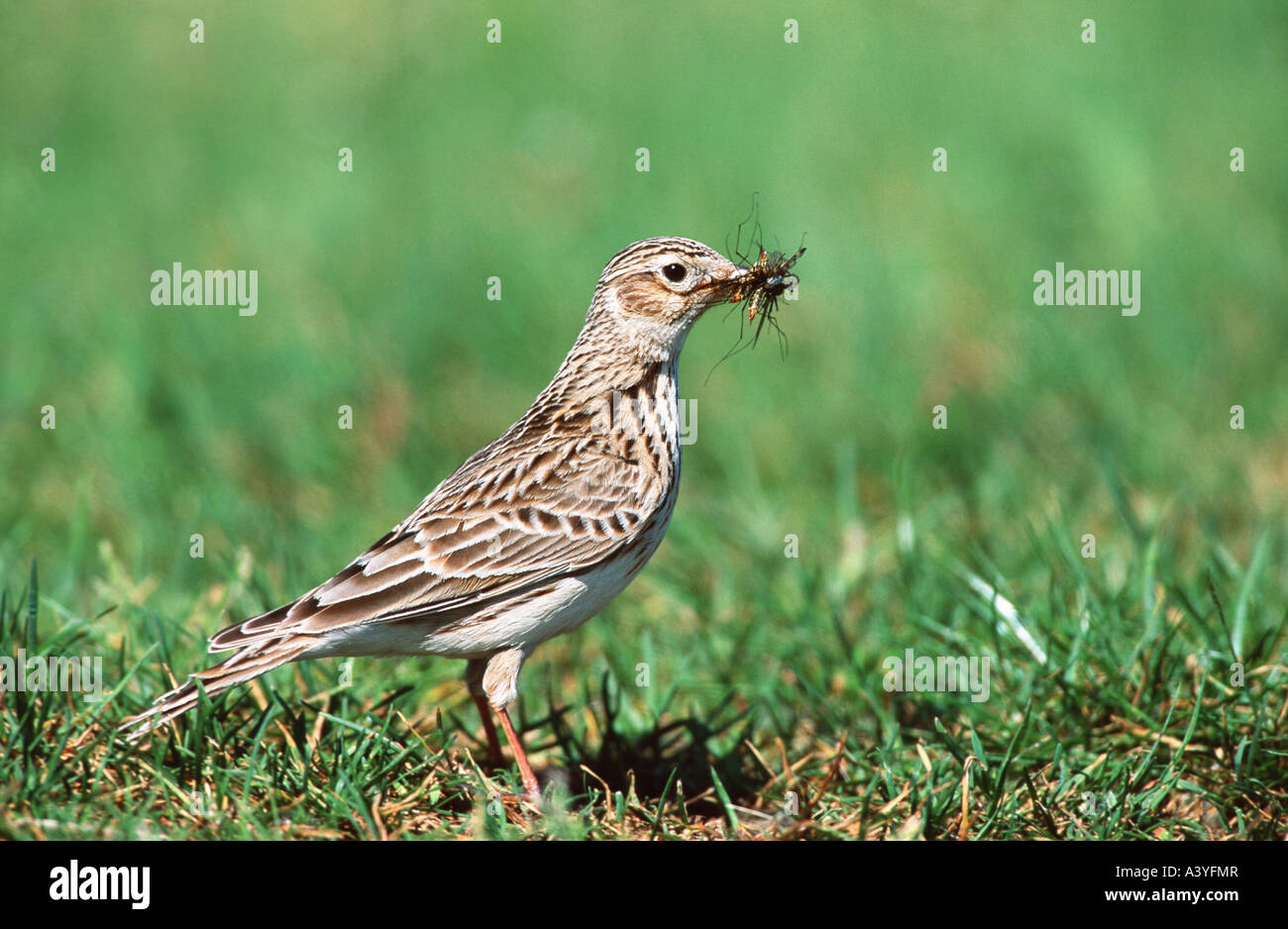 Eurasische Himmel Lerche (Alauda Arvensis), mit Beute in Rechnung, Niederlande, Friesland Stockfoto