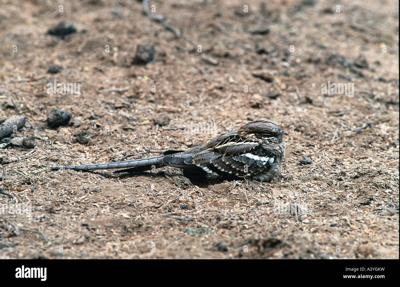 Long-tailed Ziegenmelker (Caprimulgus Climacurus), auf dem Boden, Senegal, Djoudj NP Stockfoto