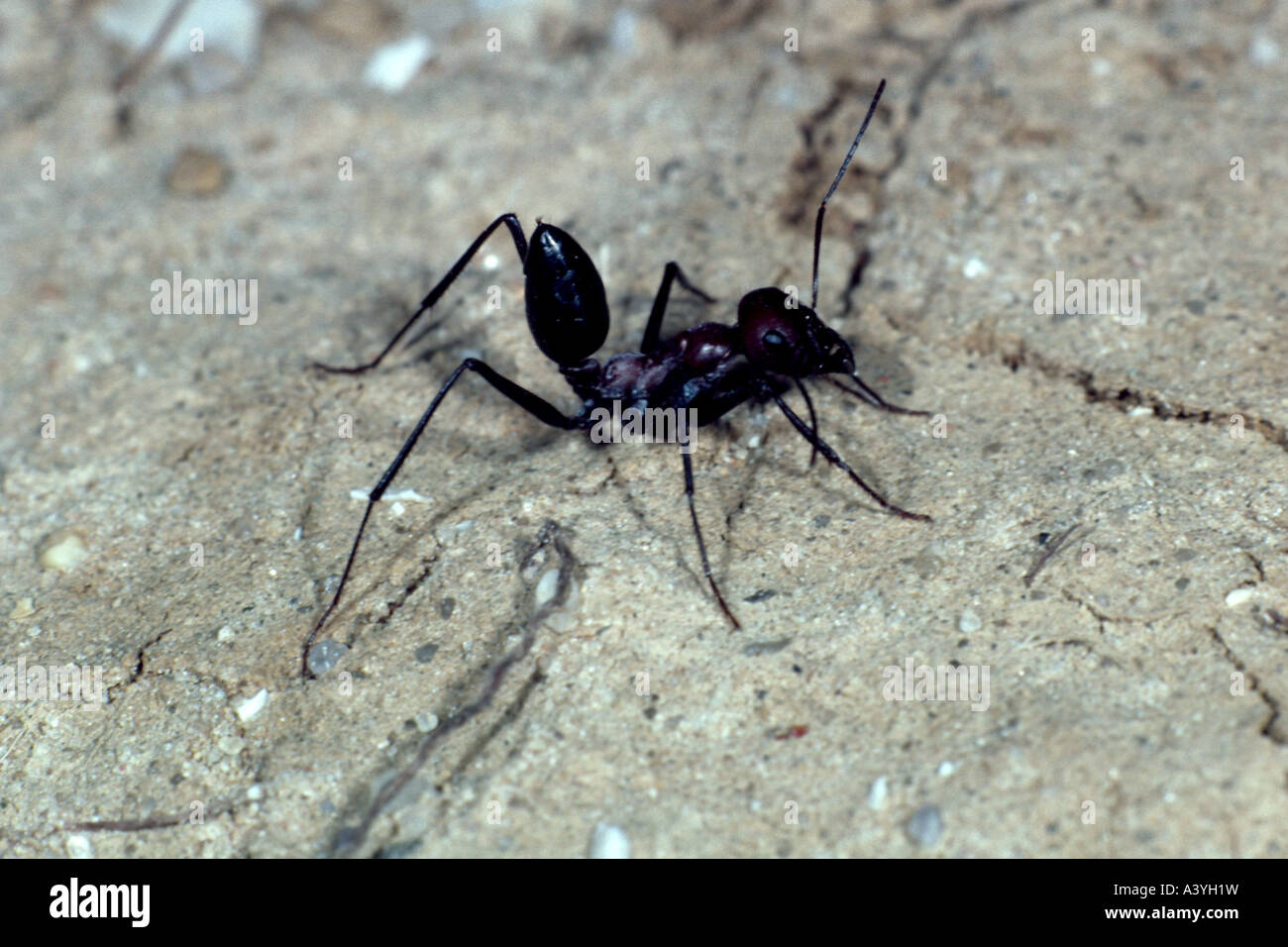 Ameise (Cataglyphis bicolor) Stockfoto