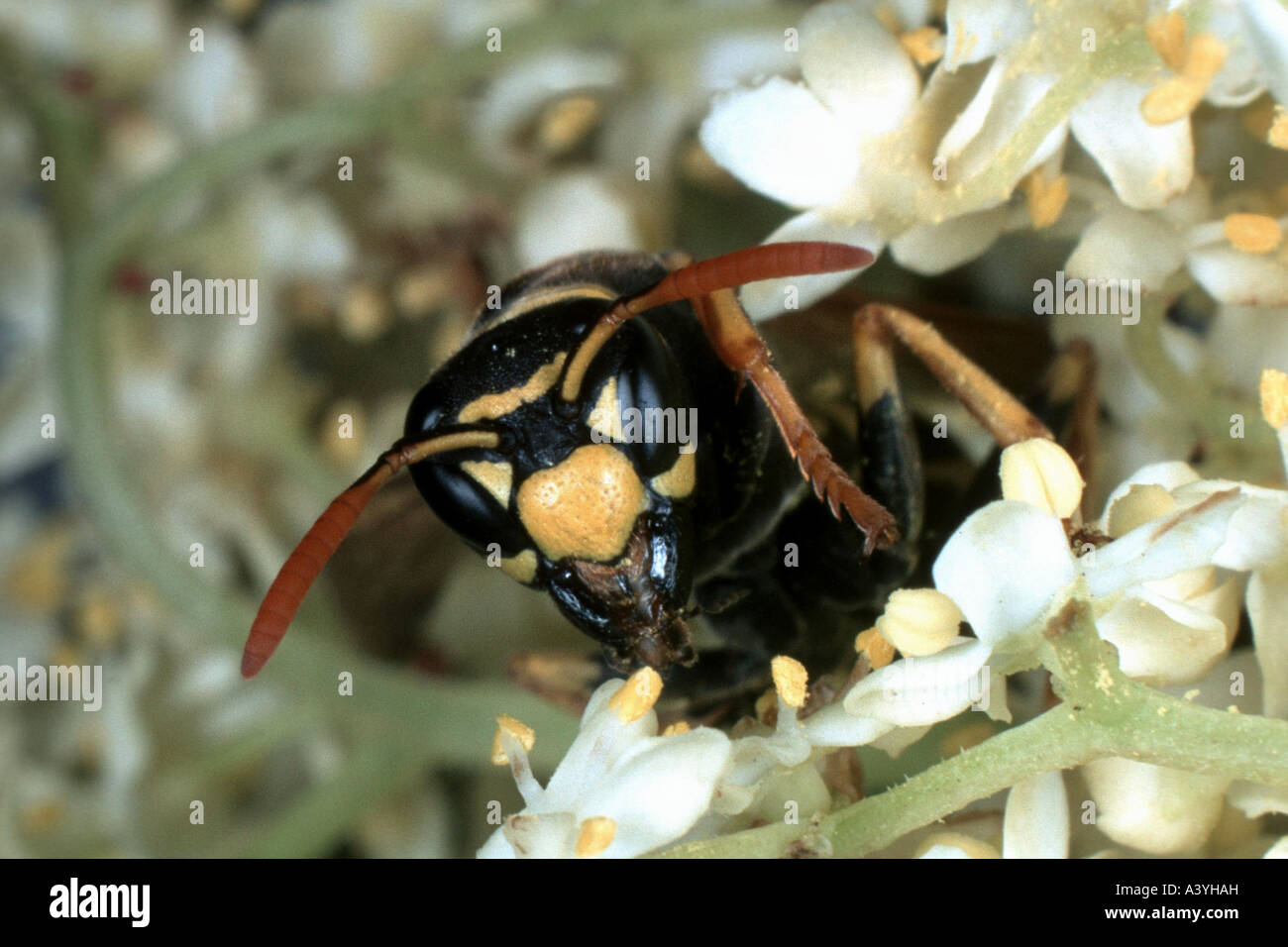 Paper Wasp (Polistes Gallicus) Stockfoto