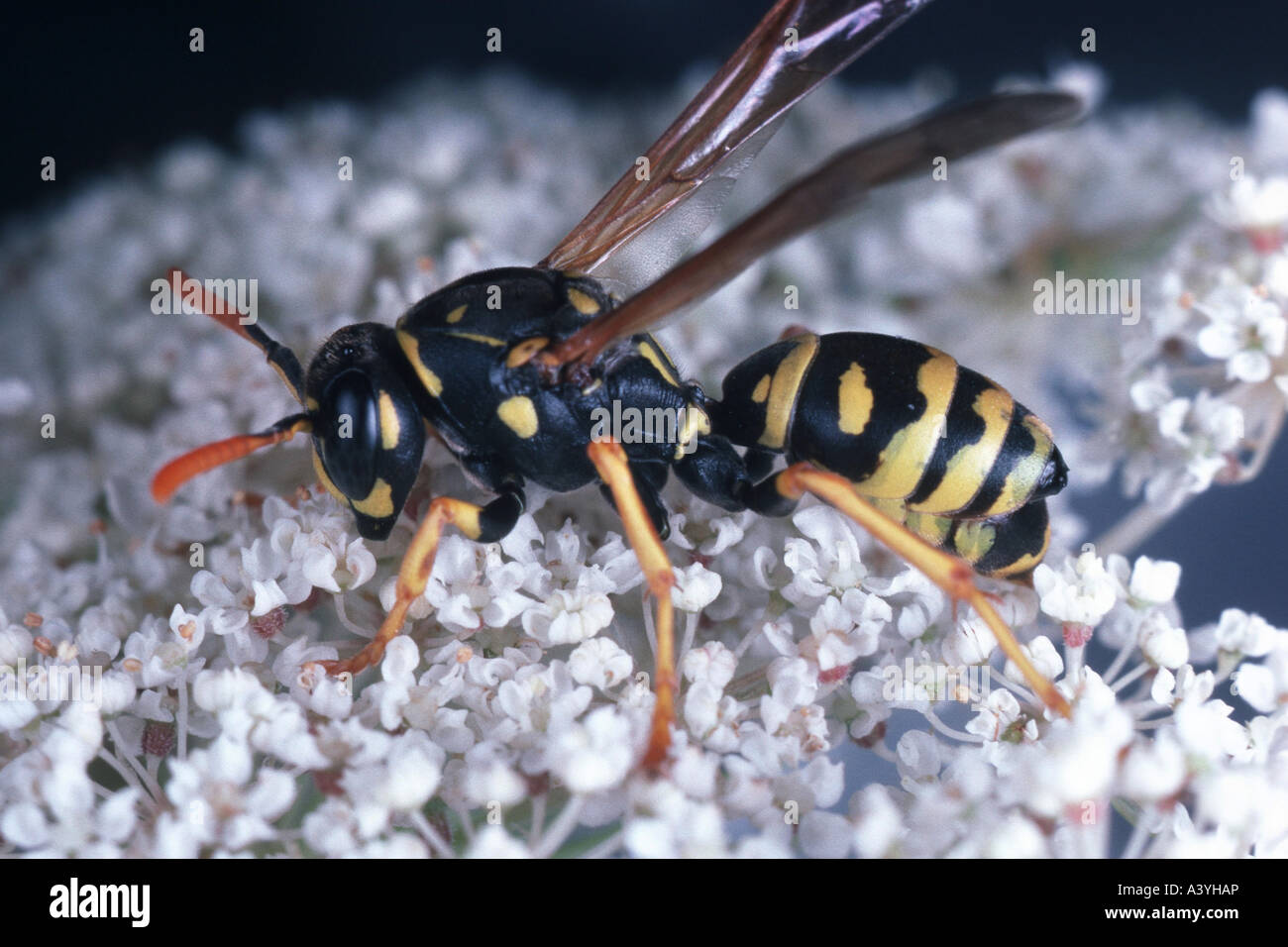 Paper Wasp (Polistes Gallicus) Stockfoto