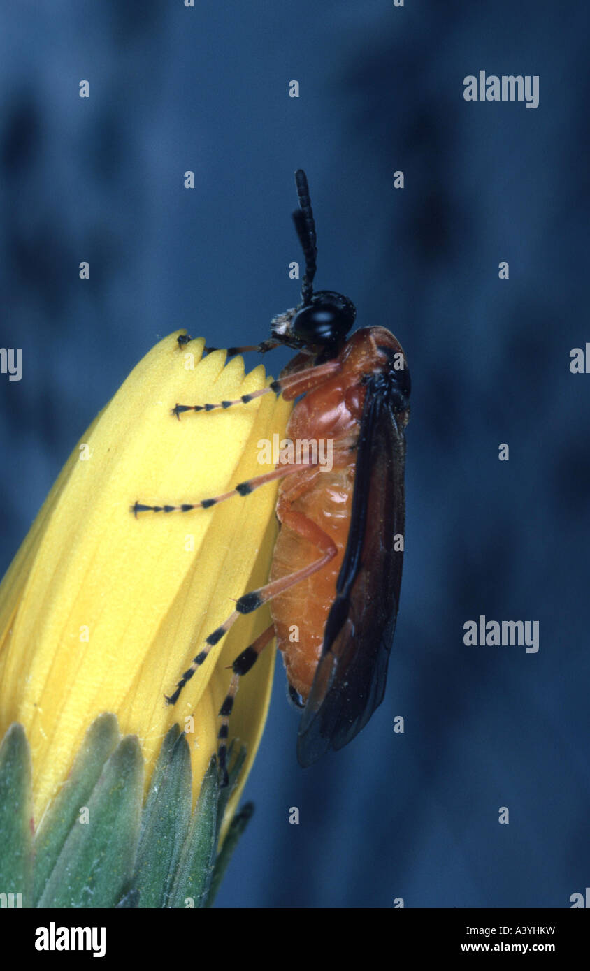 Blattwespen (Trichiocampus Viminalis) Stockfoto