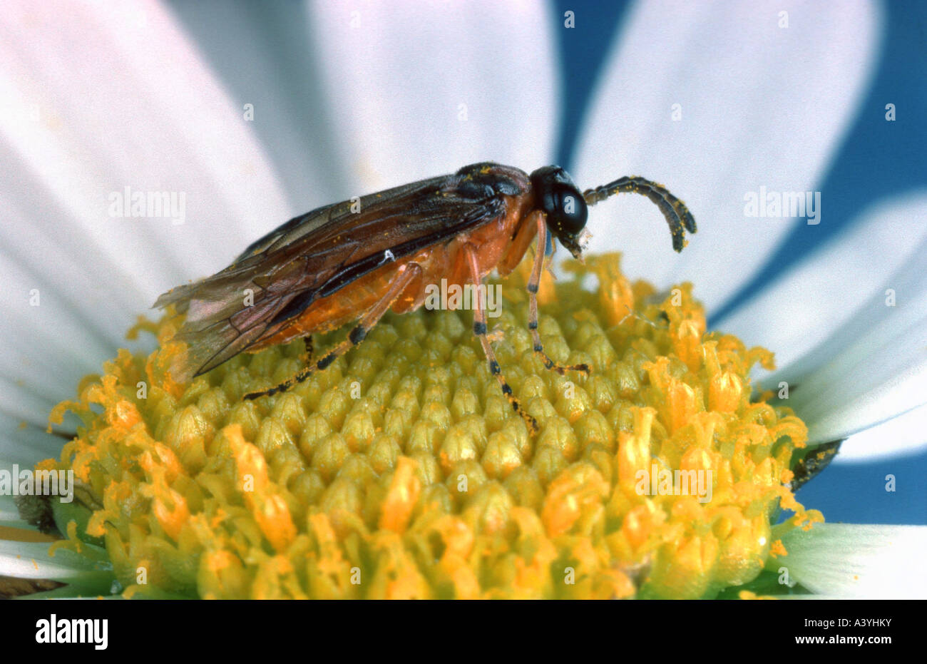 Blattwespen (Trichiocampus Viminalis) Stockfoto