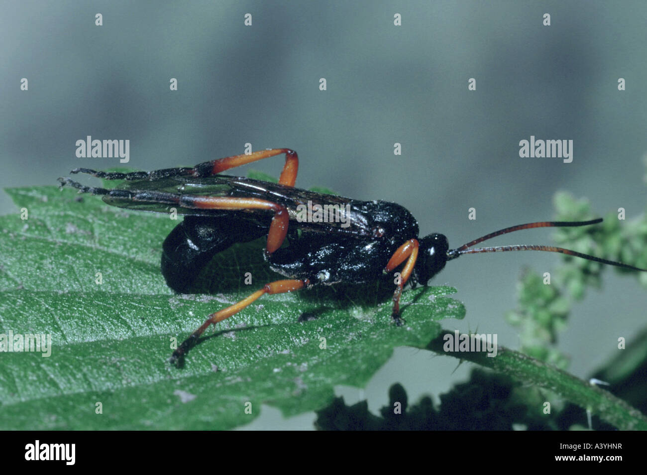 Ichneumon Fly (Pimpla Instigator) Stockfoto