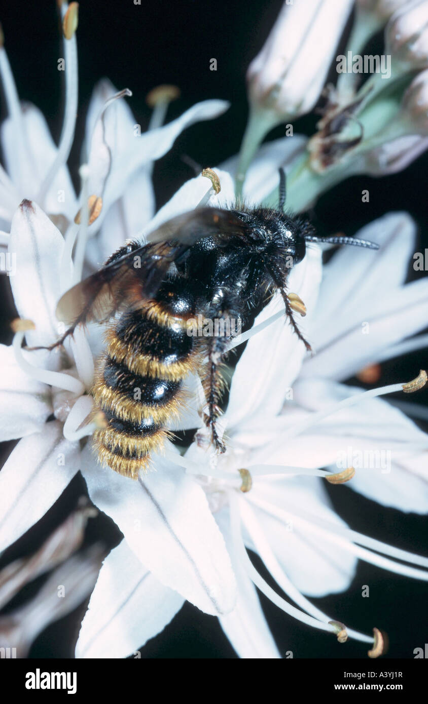 Tiphiid Wespe (Tiphia Spec.) Stockfoto