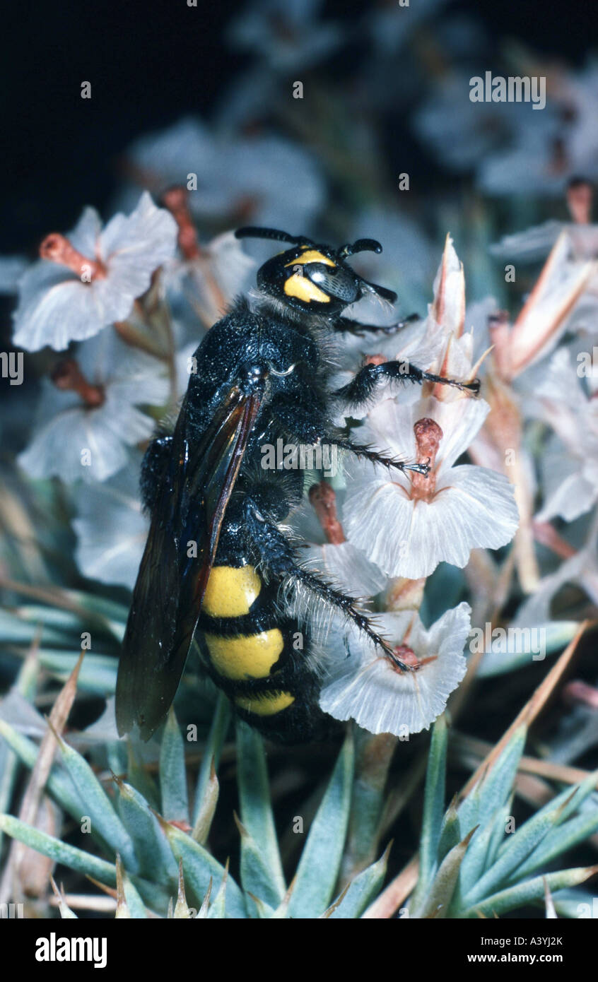 Scolid Wespe (Elis Sexmaculata) Stockfoto