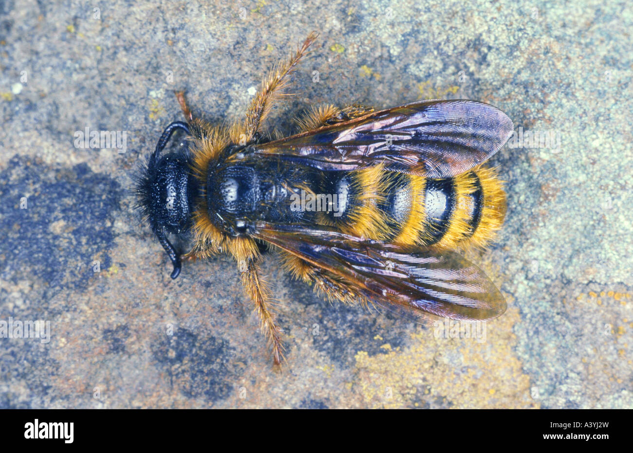 Scolid Wespen (Scoliidae) Stockfoto