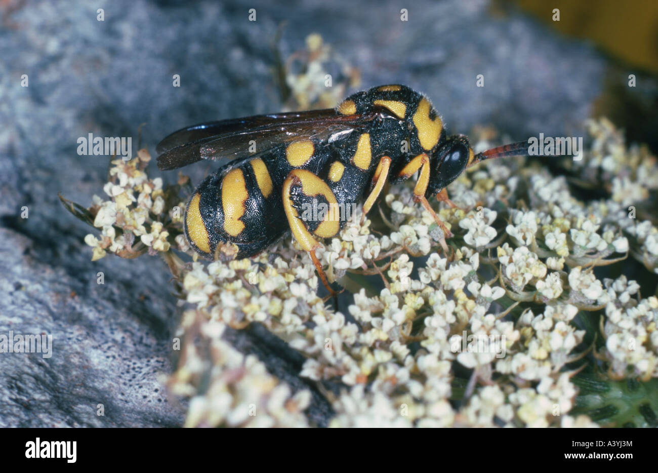 Schlupfwespe (Leucospis Gigas) Stockfoto